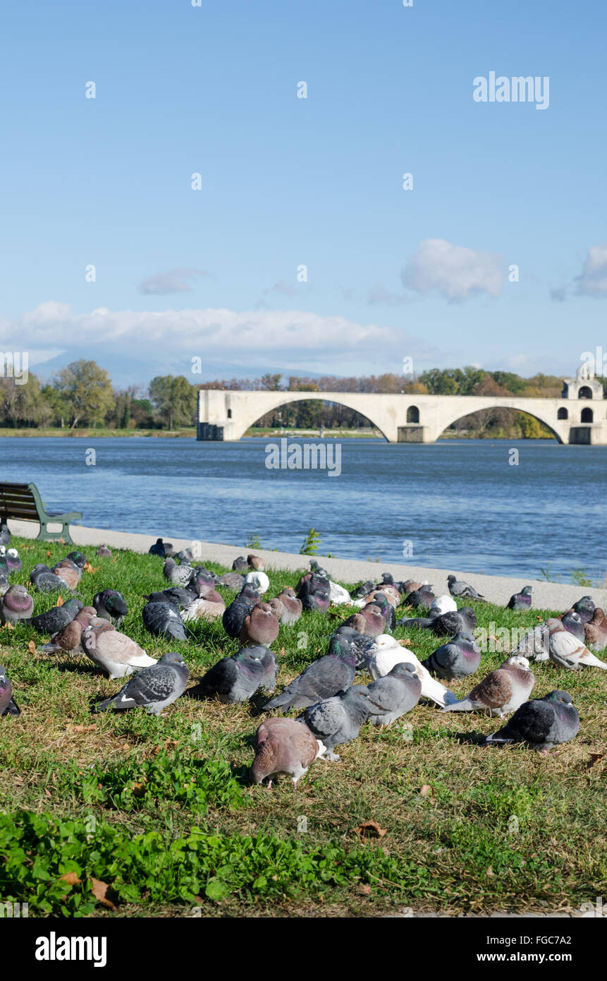 Piccioni sulle rive del fiume Rodano vicino San Benezet bridge/ Pont d'Avignon, Avignone, regione della Provenza, Francia Foto Stock