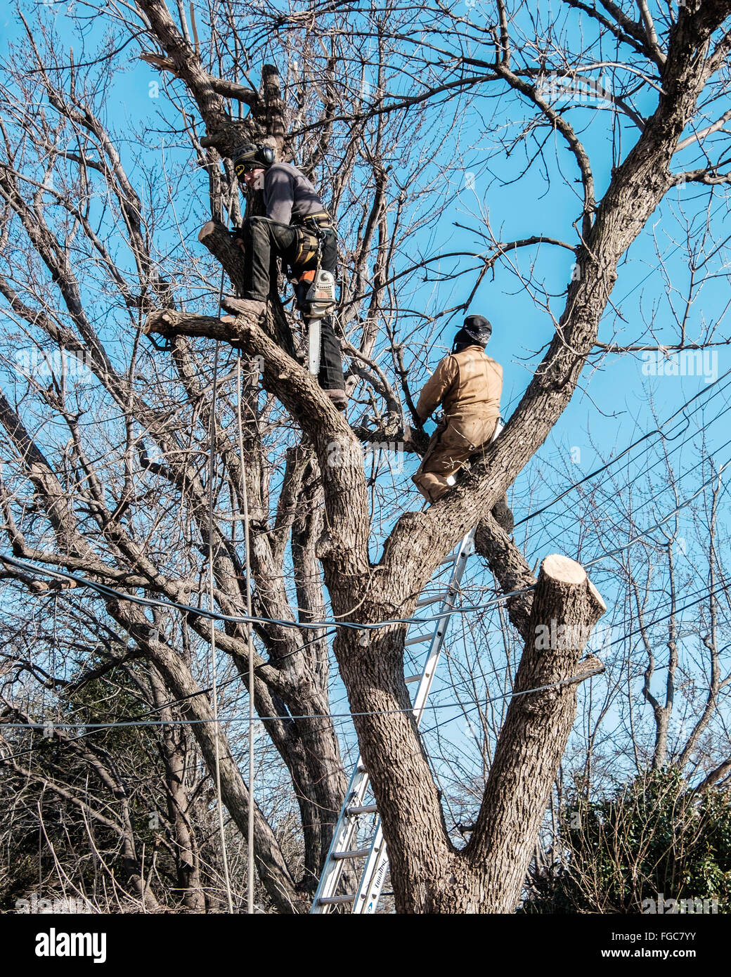 Una rimozione alberi equipaggio taglia un grande albero di cenere da dietro una residenza nella città di Oklahoma, Oklahoma, Stati Uniti d'America. Foto Stock