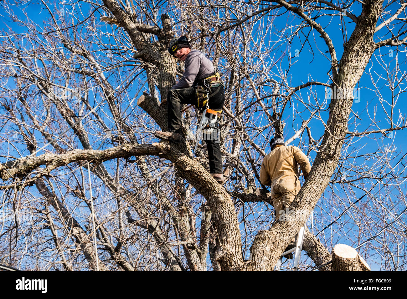 Una rimozione alberi equipaggio taglia un grande albero di cenere da dietro una residenza nella città di Oklahoma, Oklahoma, Stati Uniti d'America. Foto Stock