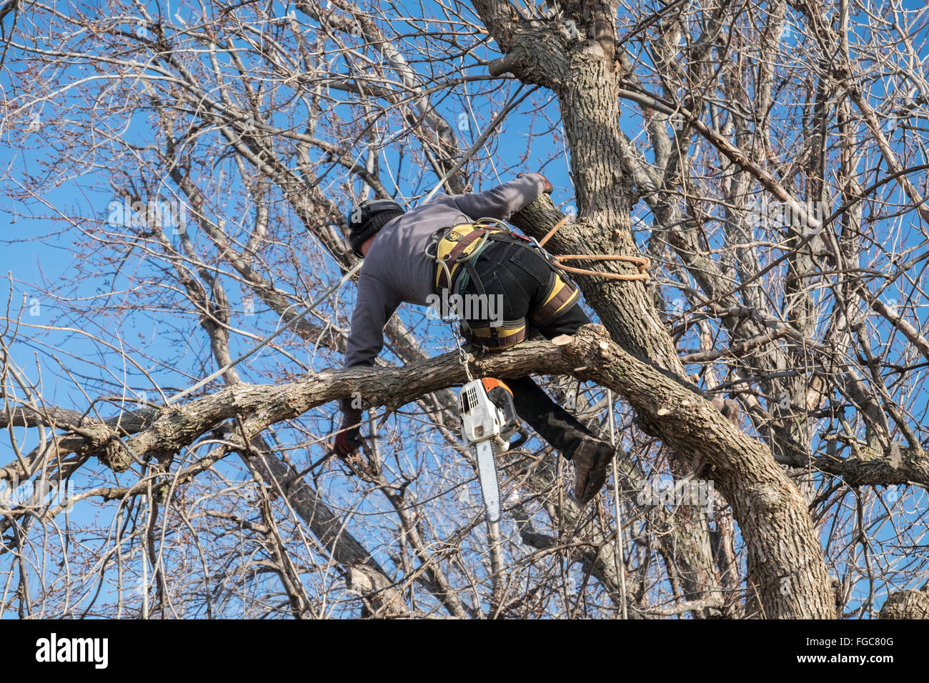 Un uomo che lavora per un albero equipaggio di taglio inizia il taglio di un albero di cenere verso il basso da dietro una residenza nella città di Oklahoma, Oklahoma, Stati Uniti d'America. Foto Stock