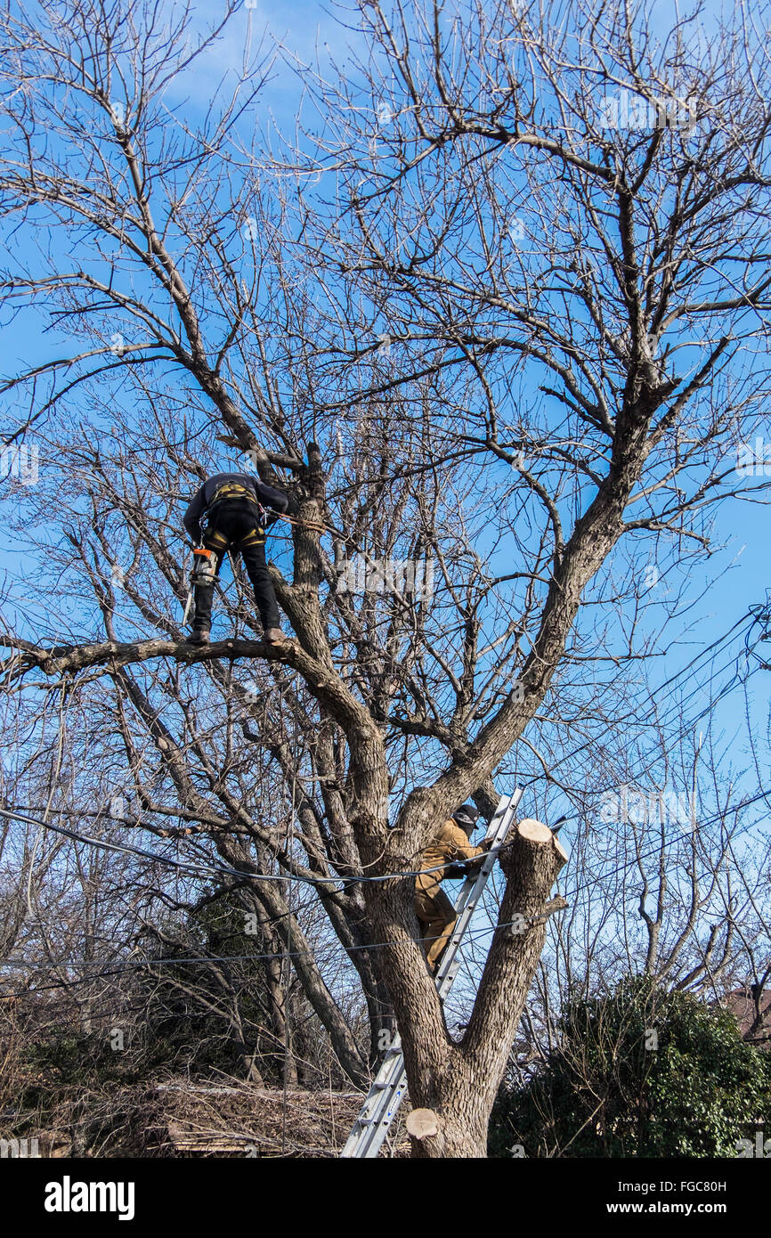 Un albero equipaggio di taglio taglia un grande albero di cenere da dietro una residenza nella città di Oklahoma, Oklahoma, Stati Uniti d'America. Foto Stock