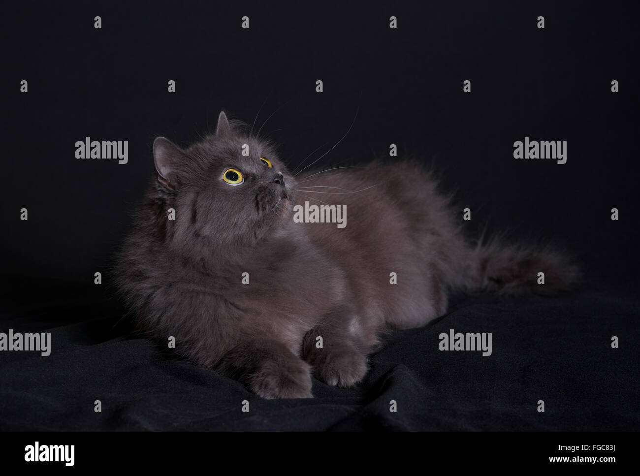 Frutto della mescolanza di siberiano ed gatto persiano giacente su sfondo scuro e guardando in alto Foto Stock