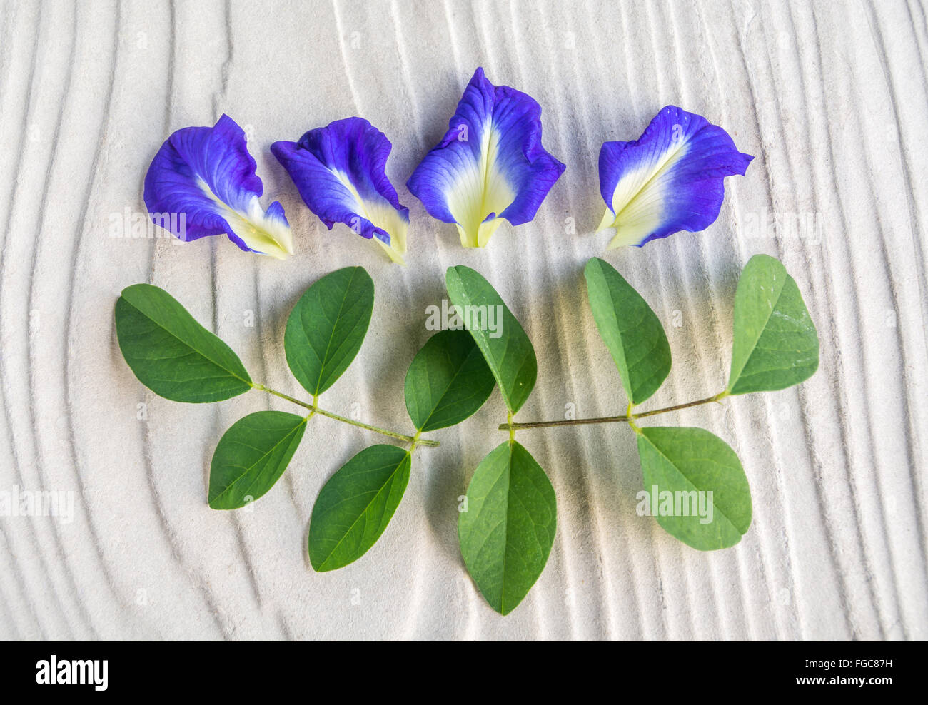 Butterfly fiore di pisello diminuire lo stress Foto Stock