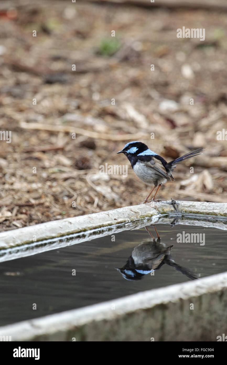 Superbo maschio Fairy-wren (Malurus cyaneus) nella Tower Hill Riserva Naturale vicino Warrnambool, Victoria, Australia. Foto Stock