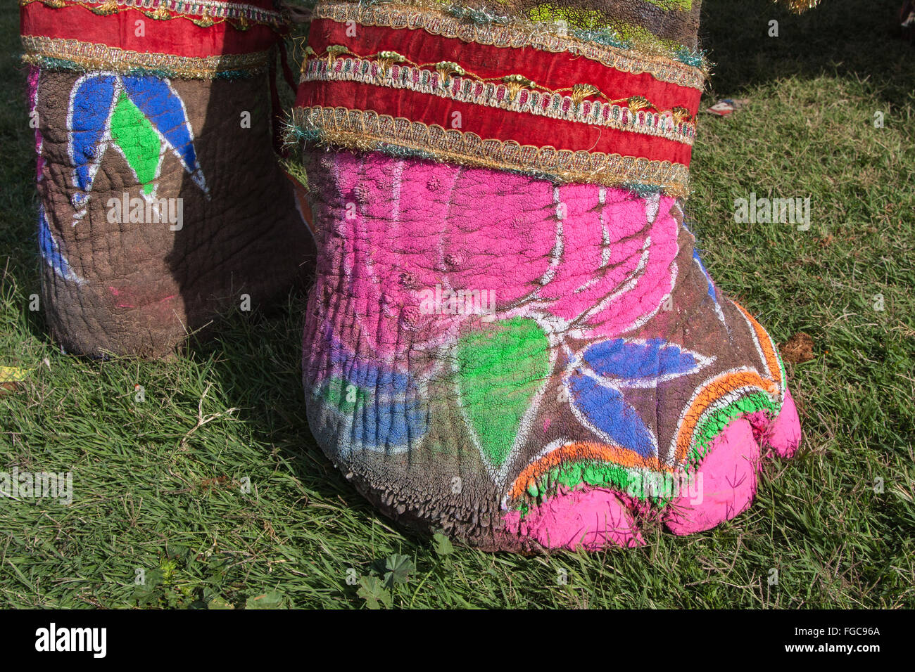 Dettaglio del dipinto di elefante durante il festival di elefante durante holi,celebrazione indù in Jaipur Rajasthan,l'India,l'Asia. Foto Stock