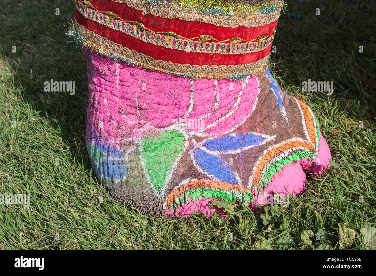 Dettaglio del dipinto di elefante durante il festival di elefante durante holi,celebrazione indù in Jaipur Rajasthan,l'India,l'Asia. Foto Stock