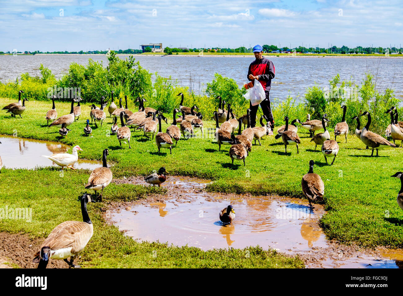 Un uomo alimenta Oche del Canada sulla riva del lago Hefner; Oklahoma City, Oklahoma, Stati Uniti d'America. Foto Stock