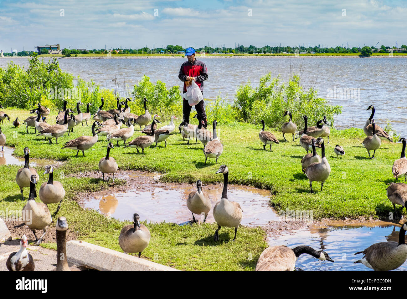 Un uomo alimenta Oche del Canada sulla riva del lago Hefner; Oklahoma City, Oklahoma, Stati Uniti d'America. Foto Stock