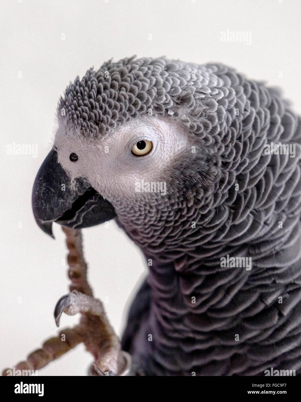Closeup ritratto colpo di testa profilo di un maschio di pappagallo grigio africano, Psittacus erithacus. Foto Stock