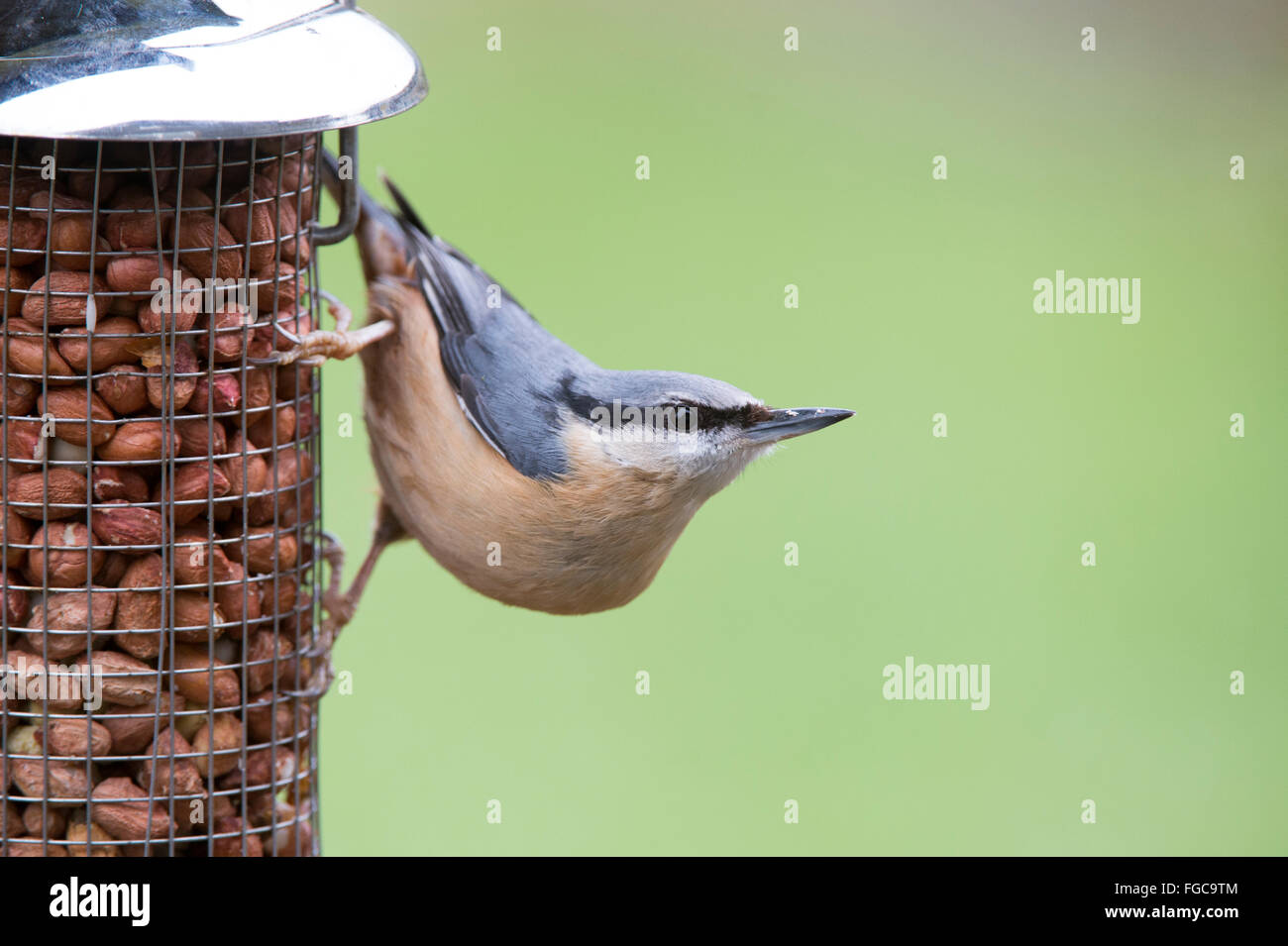 Sitta europaea. Picchio muratore su Peanut Bird Feeder Foto Stock