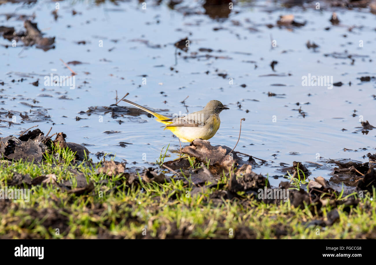 Un Wagtail grigio a un laghetto temporaneo (o grande pozza!) Foto Stock