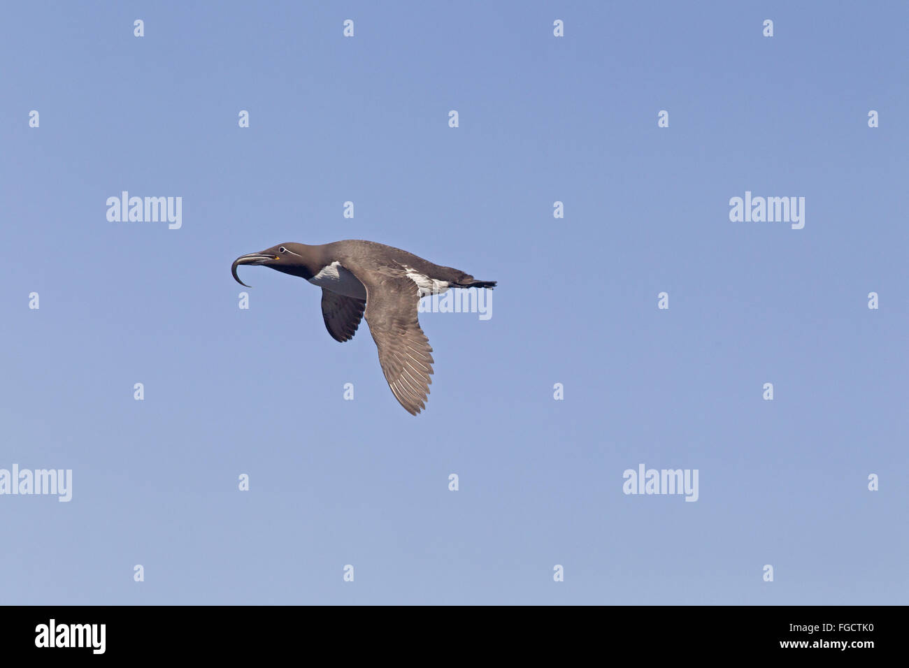 Comune di Guillemot (Uria aalge) forma imbrigliato, adulto, allevamento del piumaggio in volo con il cicerello preda nel becco, San di Abb del capo Riserva Naturale Nazionale, Berwickshire, Scottish Borders, Scozia, Giugno Foto Stock