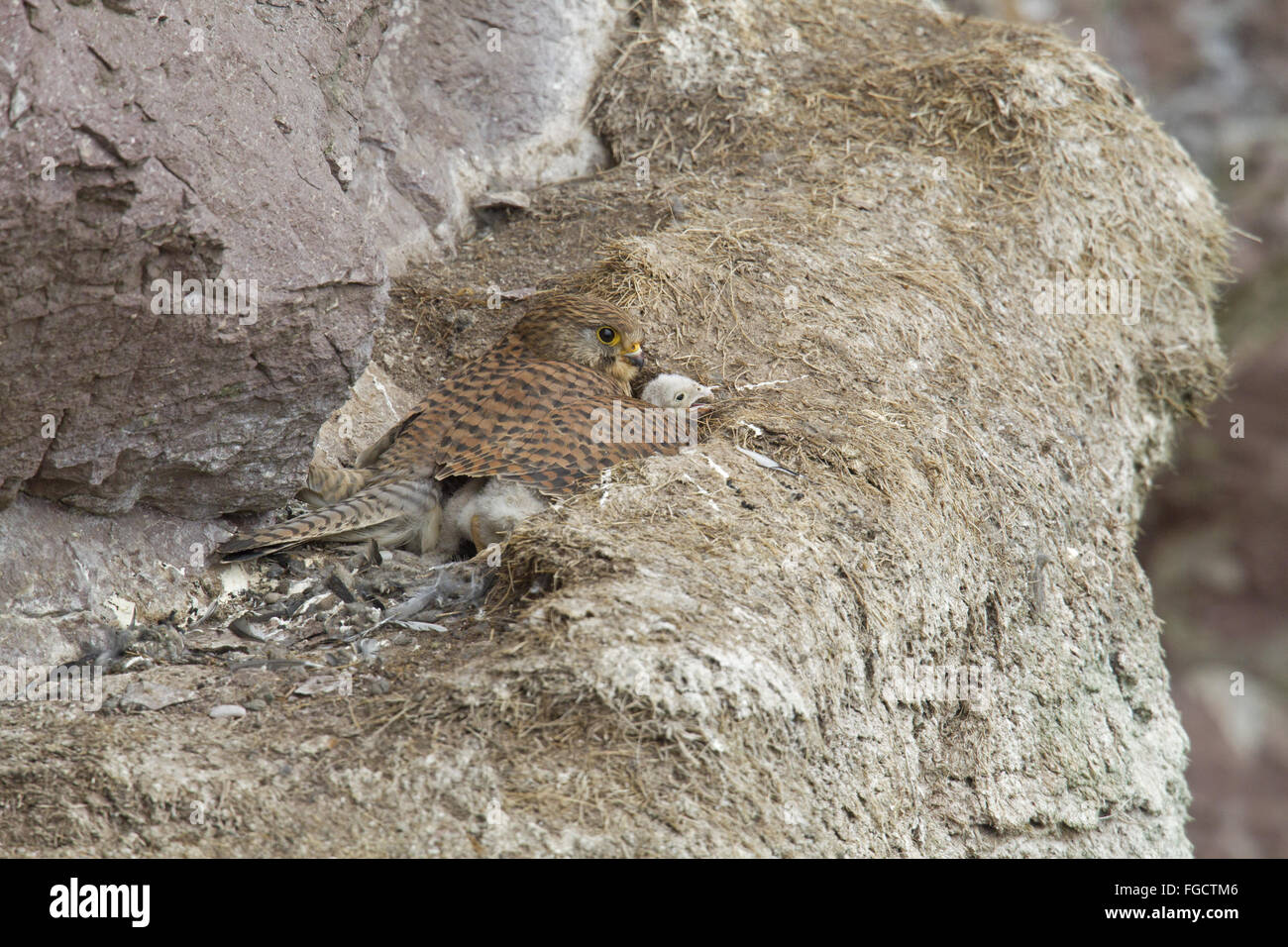 Comune di gheppio (Falco tinnunculus) femmina adulta, cova i pulcini, a nido sulla battuta di scogliera sul mare, San Abb testa di natura nazionale Foto Stock