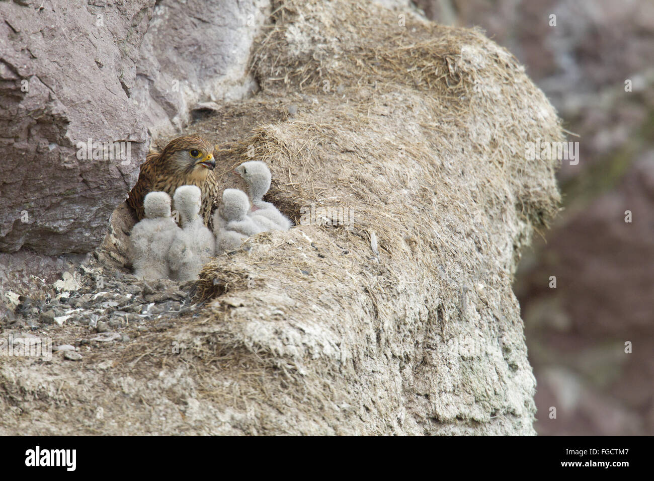 Comune di gheppio (Falco tinnunculus) femmina adulta, alimentando i pulcini, a nido sulla battuta di scogliera sul mare, San di Abb del capo Riserva Naturale Nazionale, Berwickshire, Scottish Borders, Scozia, Giugno Foto Stock