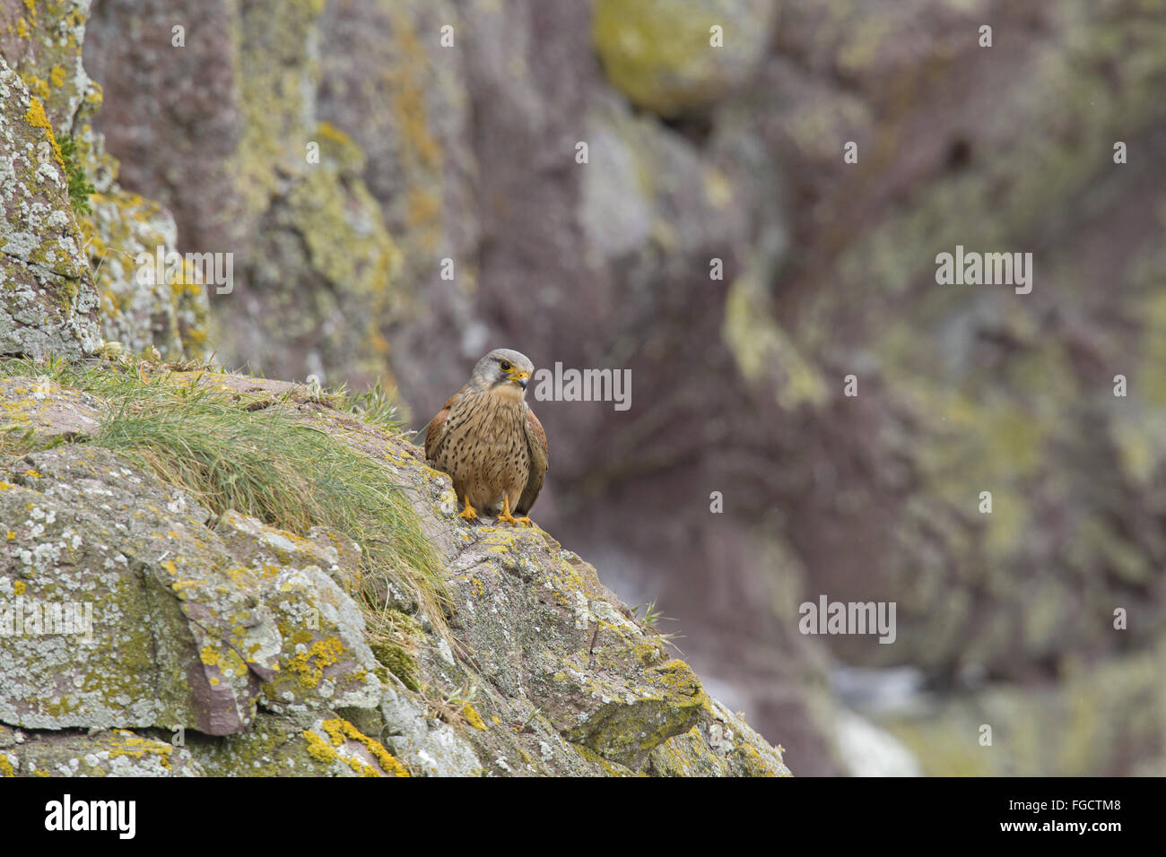 Comune di gheppio (Falco tinnunculus) maschio adulto, arroccato sul promontorio roccioso vicino nestsite sulla battuta di scogliera sul mare, San di Abb del capo Riserva Naturale Nazionale, Berwickshire, Scottish Borders, Scozia, Giugno Foto Stock