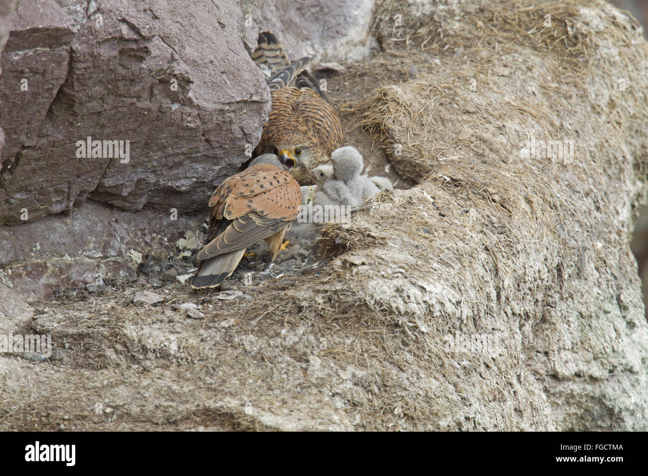 Comune di gheppio (Falco tinnunculus) Coppia adulta, maschio passando vole in preda a femmina di alimentazione di pulcini, a nido sulla battuta di scogliera sul mare, San di Abb del capo Riserva Naturale Nazionale, Berwickshire, Scottish Borders, Scozia, Giugno Foto Stock
