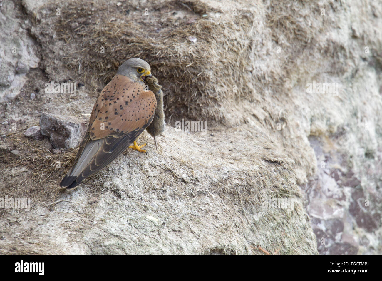 Comune di gheppio (Falco tinnunculus) maschio adulto, con vole preda nel becco per alimentare i pulcini, avvicinando il nido sulla battuta di scogliera sul mare, San di Abb del capo Riserva Naturale Nazionale, Berwickshire, Scottish Borders, Scozia, Giugno Foto Stock