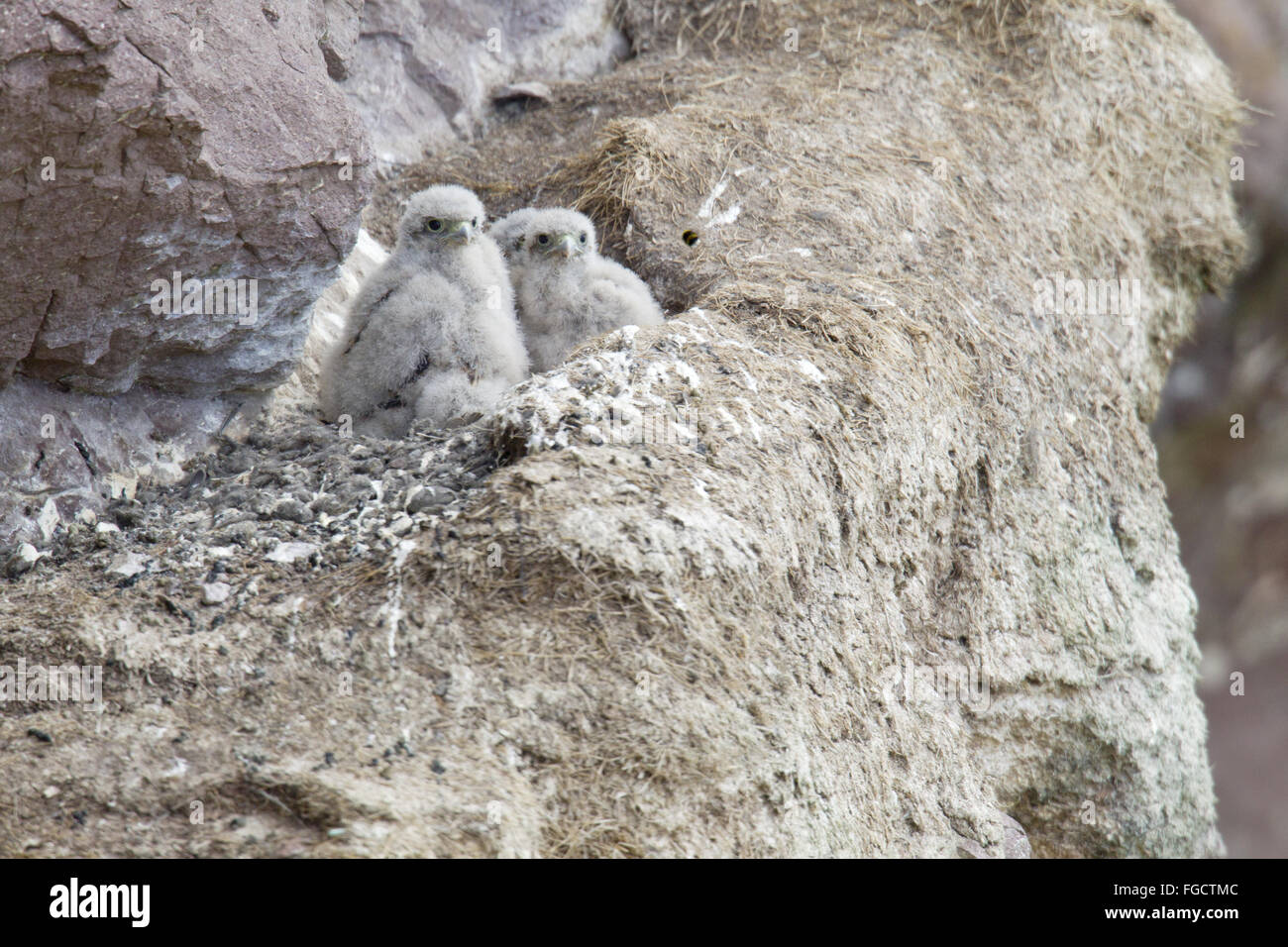 Comune di gheppio (Falco tinnunculus) pulcini, guardando a Bumblebee, seduta in nido sulla battuta di scogliera sul mare, San di Abb del capo Riserva Naturale Nazionale, Berwickshire, Scottish Borders, Scozia, Giugno Foto Stock