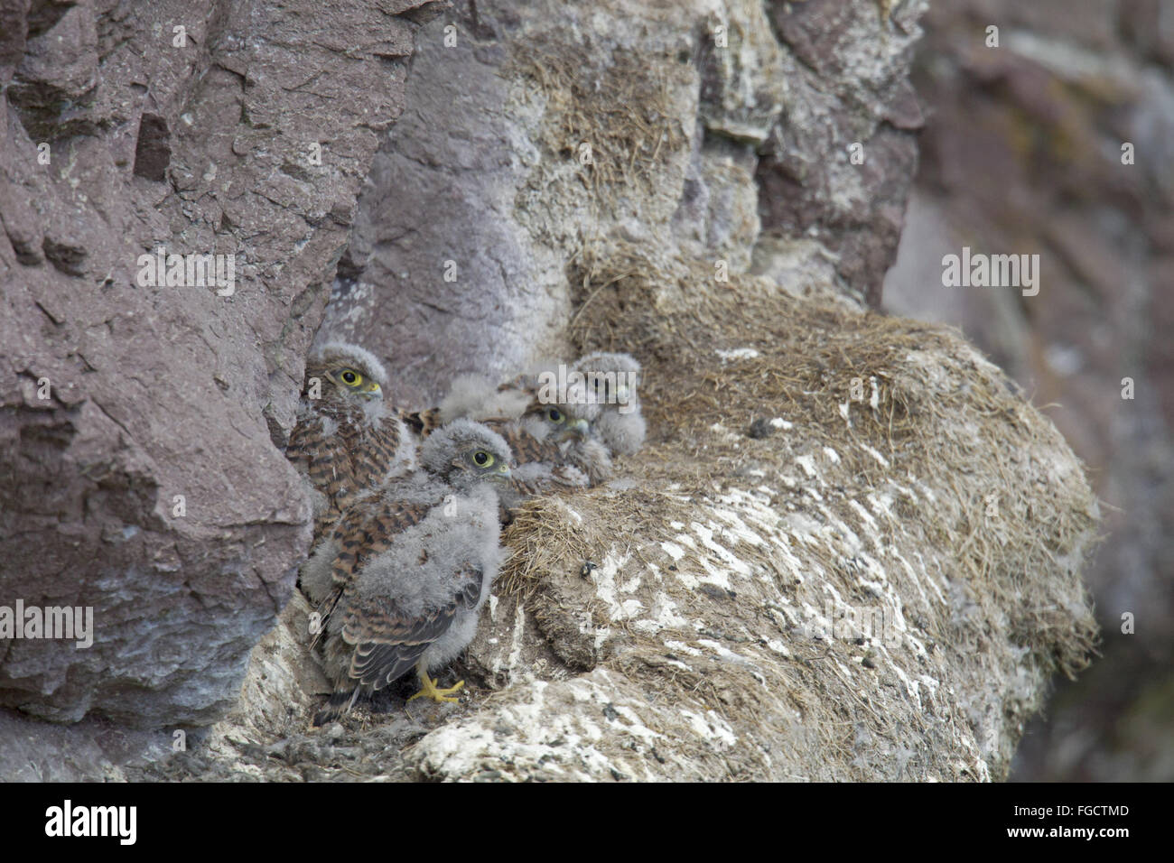 Comune di gheppio (Falco tinnunculus) quattro pulcini, riposo insieme a battuta di nesting on Sea Cliff, San di Abb del capo Riserva Naturale Nazionale, Berwickshire, Scottish Borders, Scozia, Giugno Foto Stock