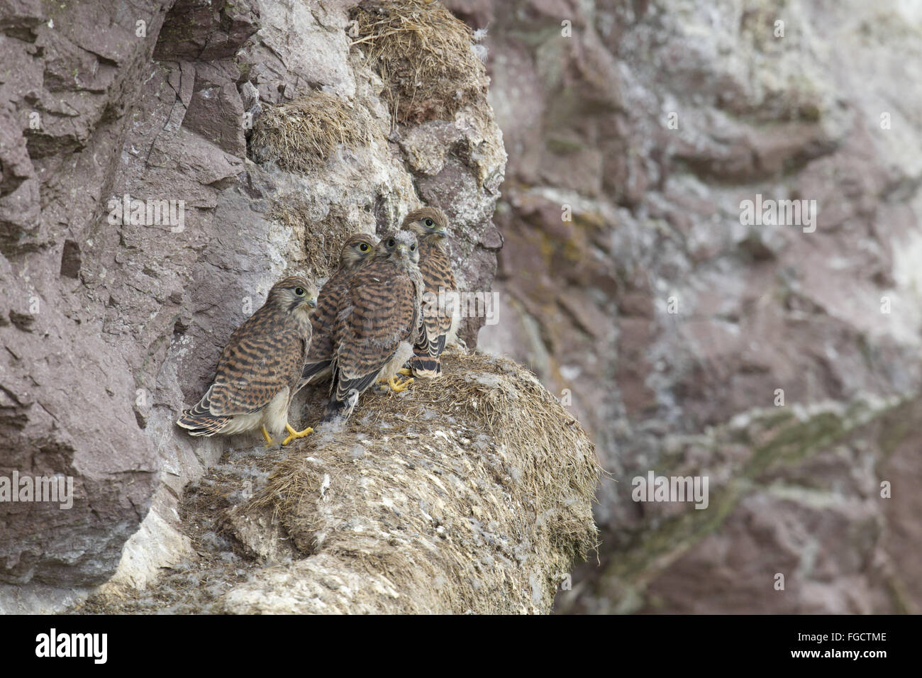 Comune di gheppio (Falco tinnunculus) quattro pulcini, uccellini assieme a battuta di nesting on Sea Cliff, San di Abb del capo Riserva Naturale Nazionale, Berwickshire, Scottish Borders, Scozia, Luglio Foto Stock