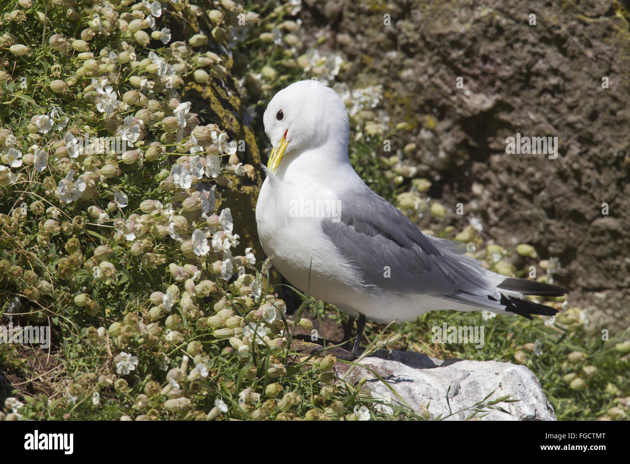 Nero-zampe (Kittiwake Rissa tridactyla) adulto, allevamento del piumaggio, preening, in piedi sulla roccia tra mare Campion (Silene uniflora) fiori, San di Abb del capo Riserva Naturale Nazionale, Berwickshire, Scottish Borders, Scozia, può Foto Stock