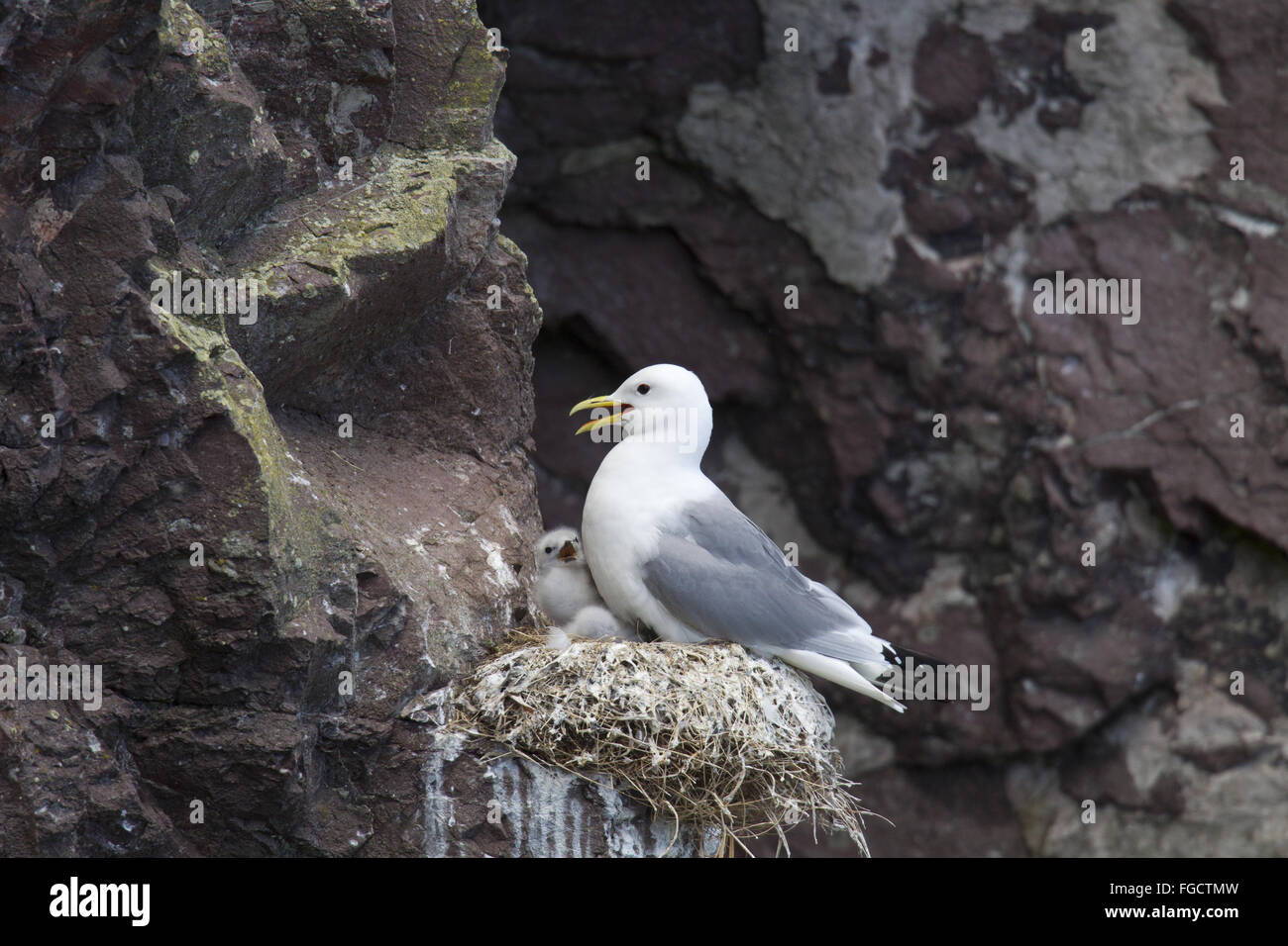 Nero-zampe (Kittiwake Rissa tridactyla) adulto, allevamento del piumaggio, con pulcini nel nido sulla battuta di scogliera sul mare, San di Abb del capo Riserva Naturale Nazionale, Berwickshire, Scottish Borders, Scozia, Giugno Foto Stock
