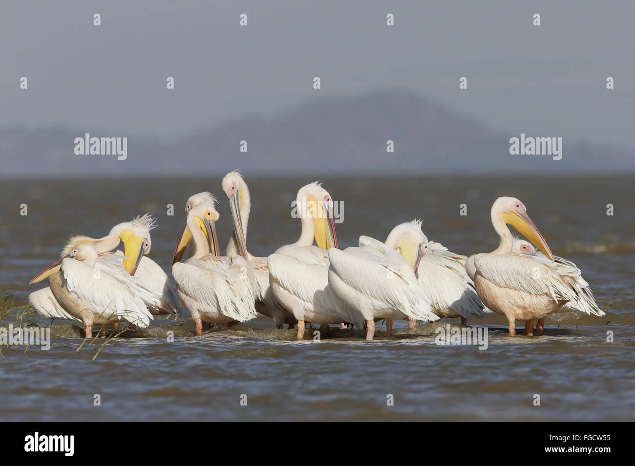 Great White Pelican (Pelecanus onocrotalus) gregge, preening, in piedi in acqua poco profonda a bordo del lago, lago Langano, Regione Oromia, Etiopia, Novembre Foto Stock