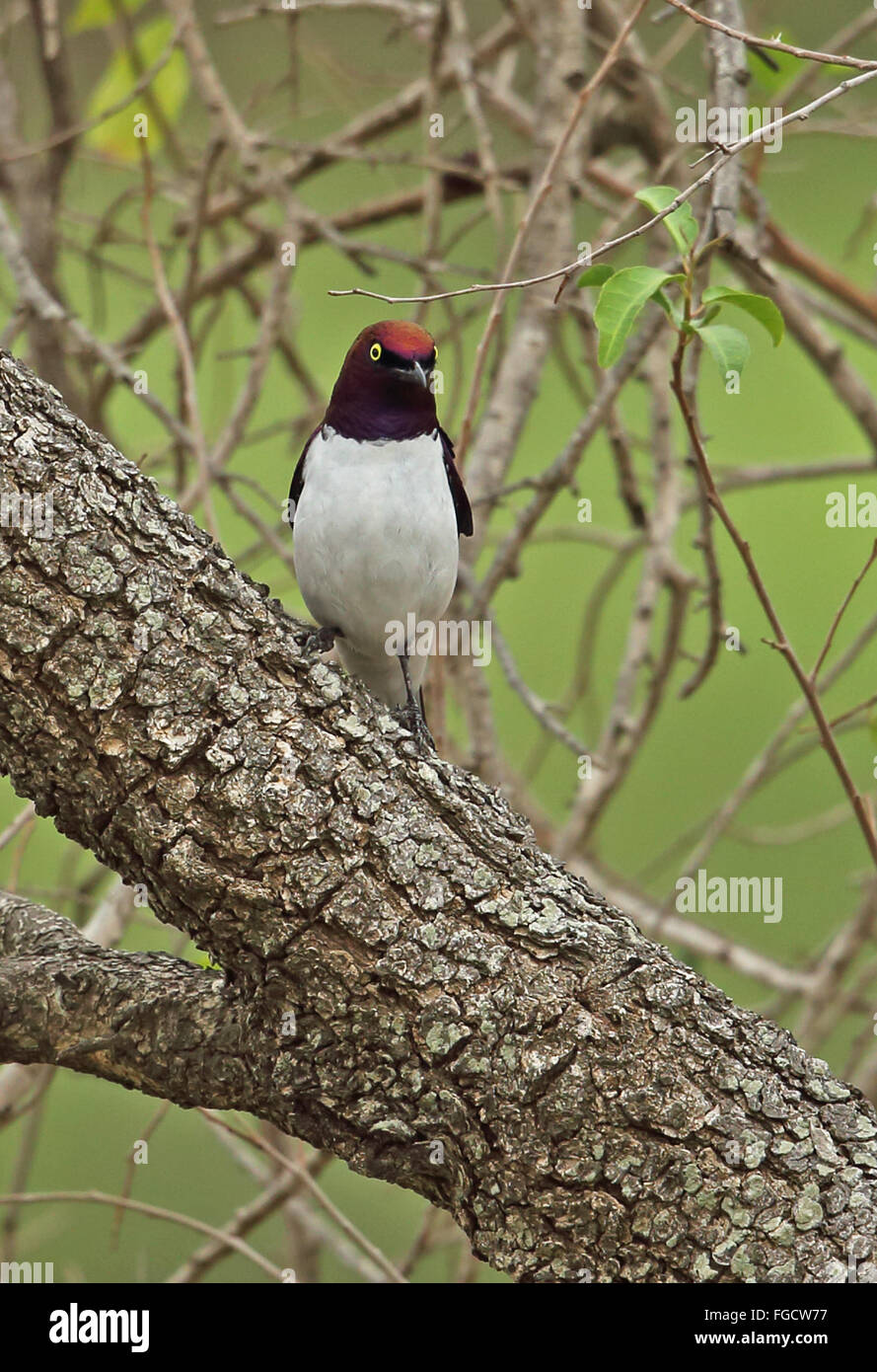 Viola-backed Starling (Cinnyricinclus leucogaster verreauxi) maschio adulto, appollaiato sul tronco di albero, Tembe Elephant Park, Maputaland, KwaZulu-Natal, Sud Africa, Novembre Foto Stock