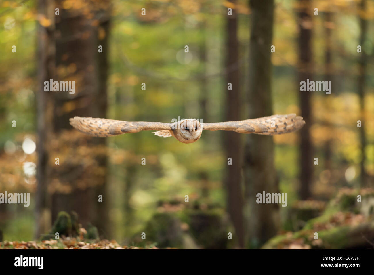 Barbagianni / Schleiereule ( Tyto alba ), adulto, in volo planato attraverso un colore autunnale di latifoglie, foresta silent hunter. Foto Stock