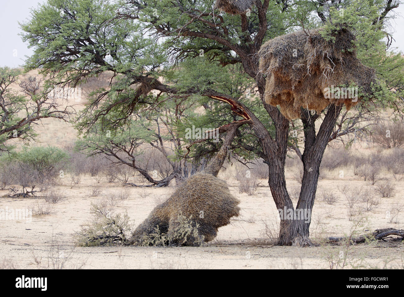 Socievole Weaver (Philetairus socius) nidi comunali nella struttura ad albero, uno sul ramo rotto, il Kalahari Gemsbok N.P., Kgalagadi Parco transfrontaliero, Northern Cape, Sud Africa, Dicembre Foto Stock