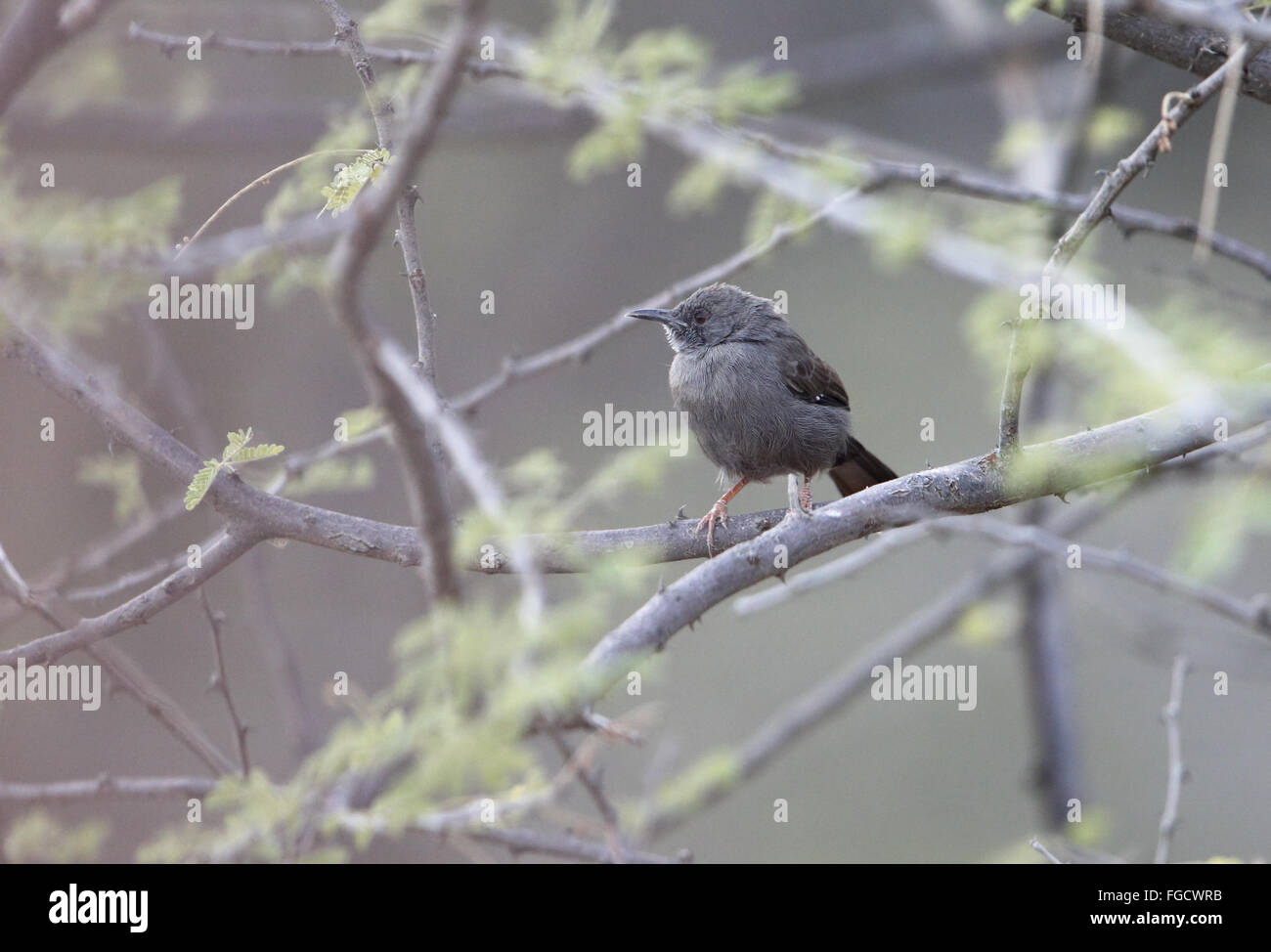 Grigio Wren-trillo (Calamonastes simplex) adulto, arroccato nella boccola, inondato N.P., Etiopia, Novembre Foto Stock