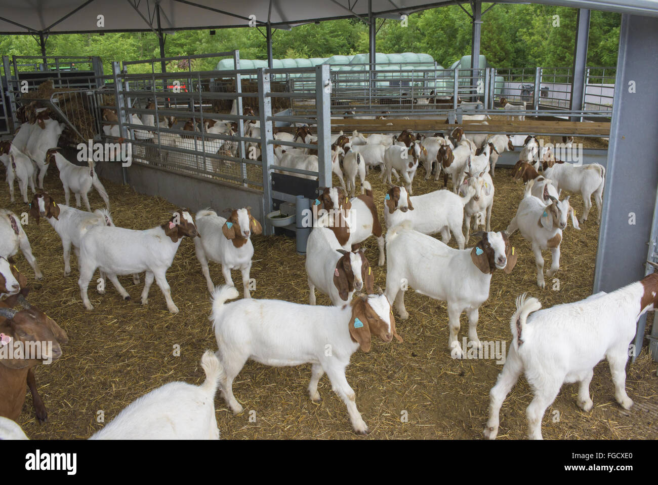 Capra domestica, Boer kids, a 6 mesi e mezzo e pronto per il disegno per la macellazione, allevamento in piedi su lettiere di paglia in roundhouse, pietra, Staffordshire, Inghilterra, Luglio Foto Stock