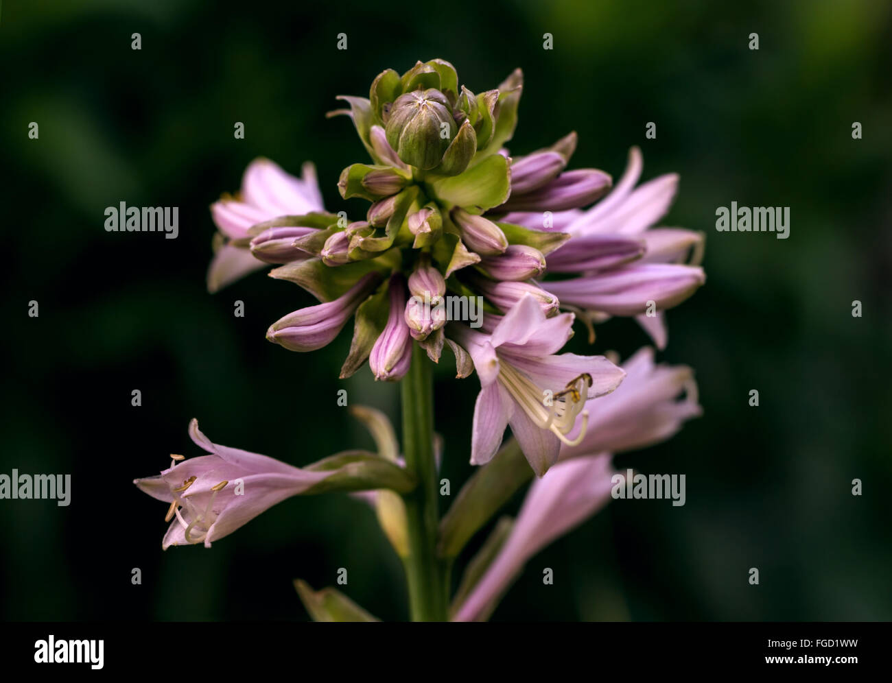 Bella fiori freschi di Hosta nel giardino estivo Foto Stock