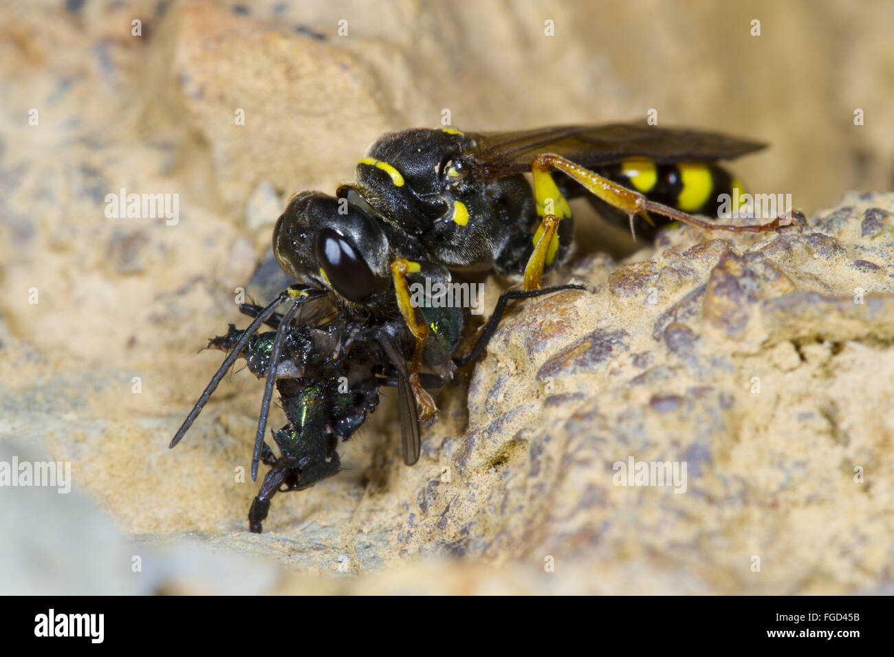 Campo Digger Wasp (Mellinus arvense) femmina adulta, alimentando su fly preda, POWYS, GALLES, Settembre Foto Stock