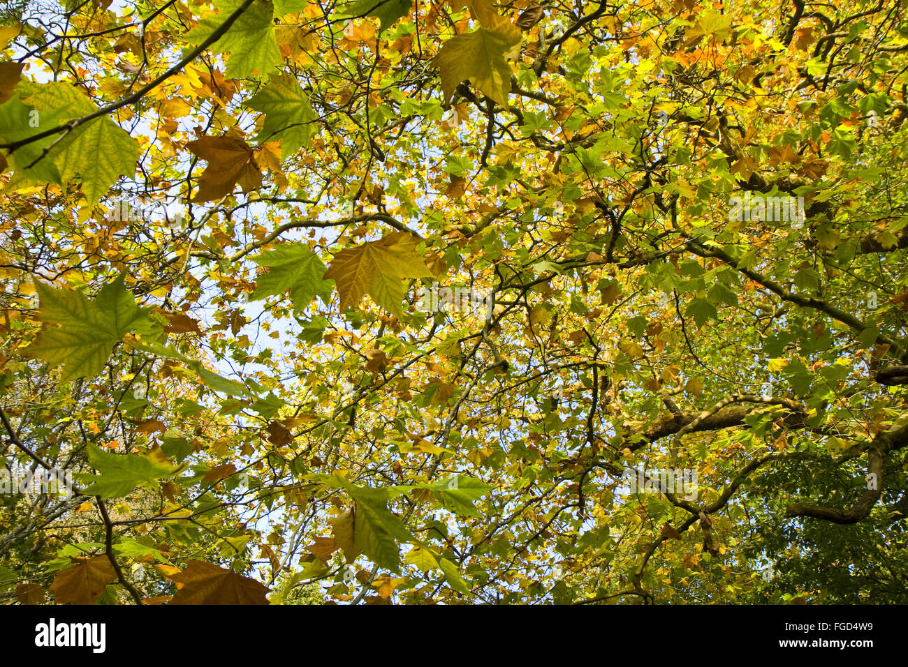 London piano (Platanus x hispanica) foglie, cambiando colore in autunno, Somerset, Inghilterra, Ottobre Foto Stock