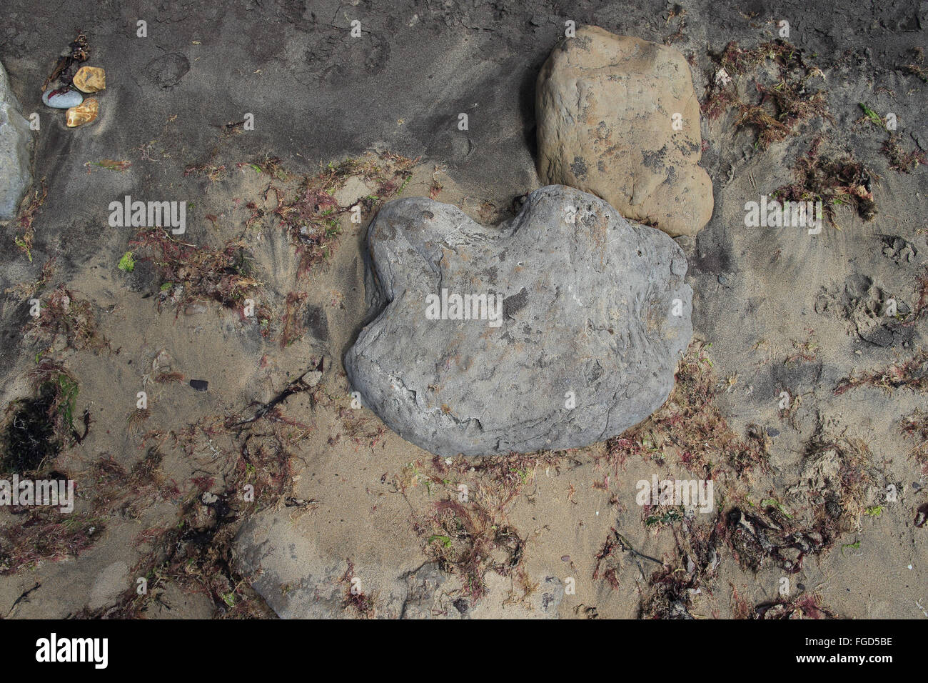 Fossile di dinosauro Iguanodon piedi cast sulla spiaggia, Isle of Wight, Inghilterra, Agosto Foto Stock