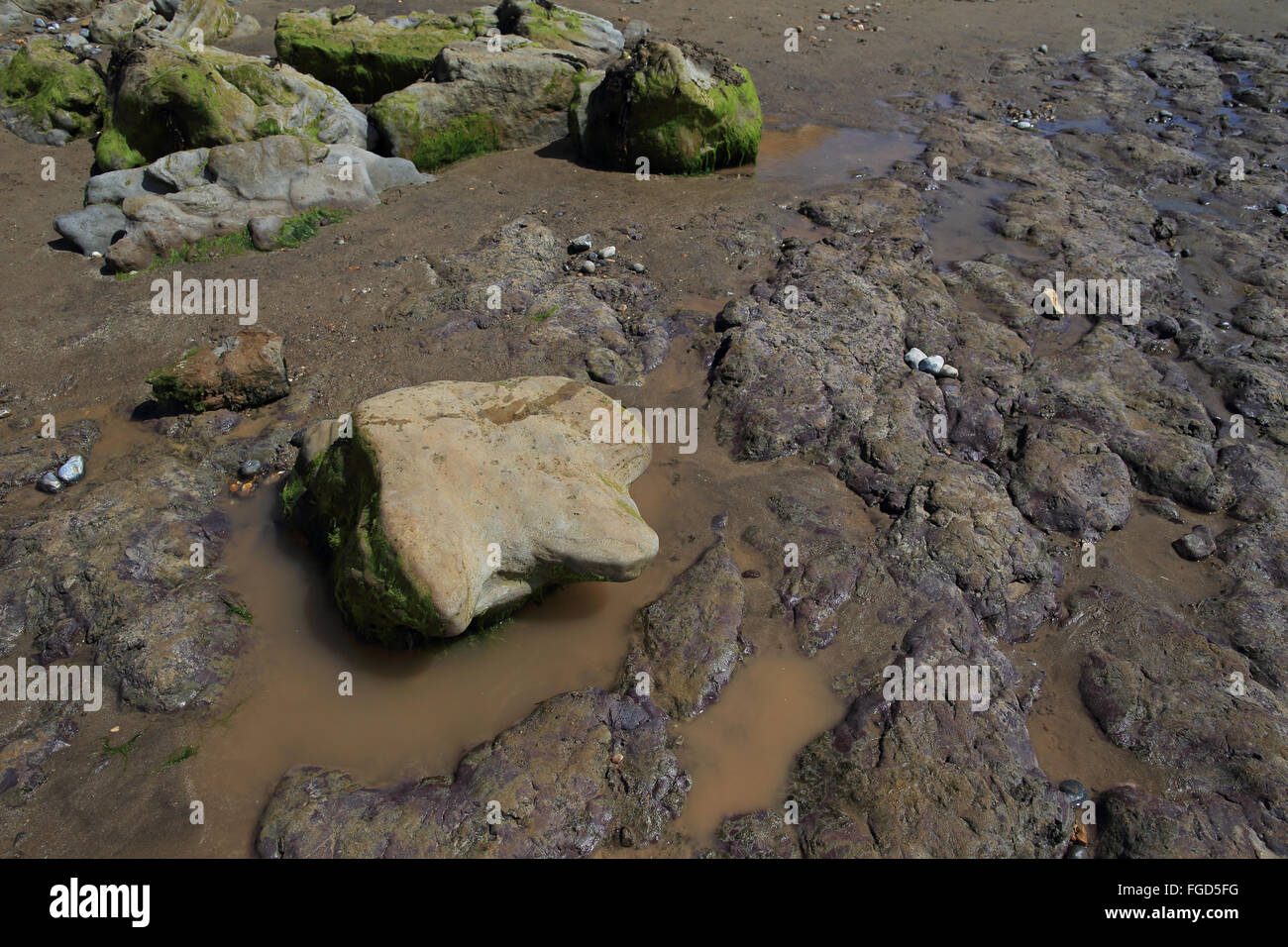 Fossile di dinosauro Iguanodon piedi cast sulla spiaggia, Isle of Wight, Inghilterra, Agosto Foto Stock