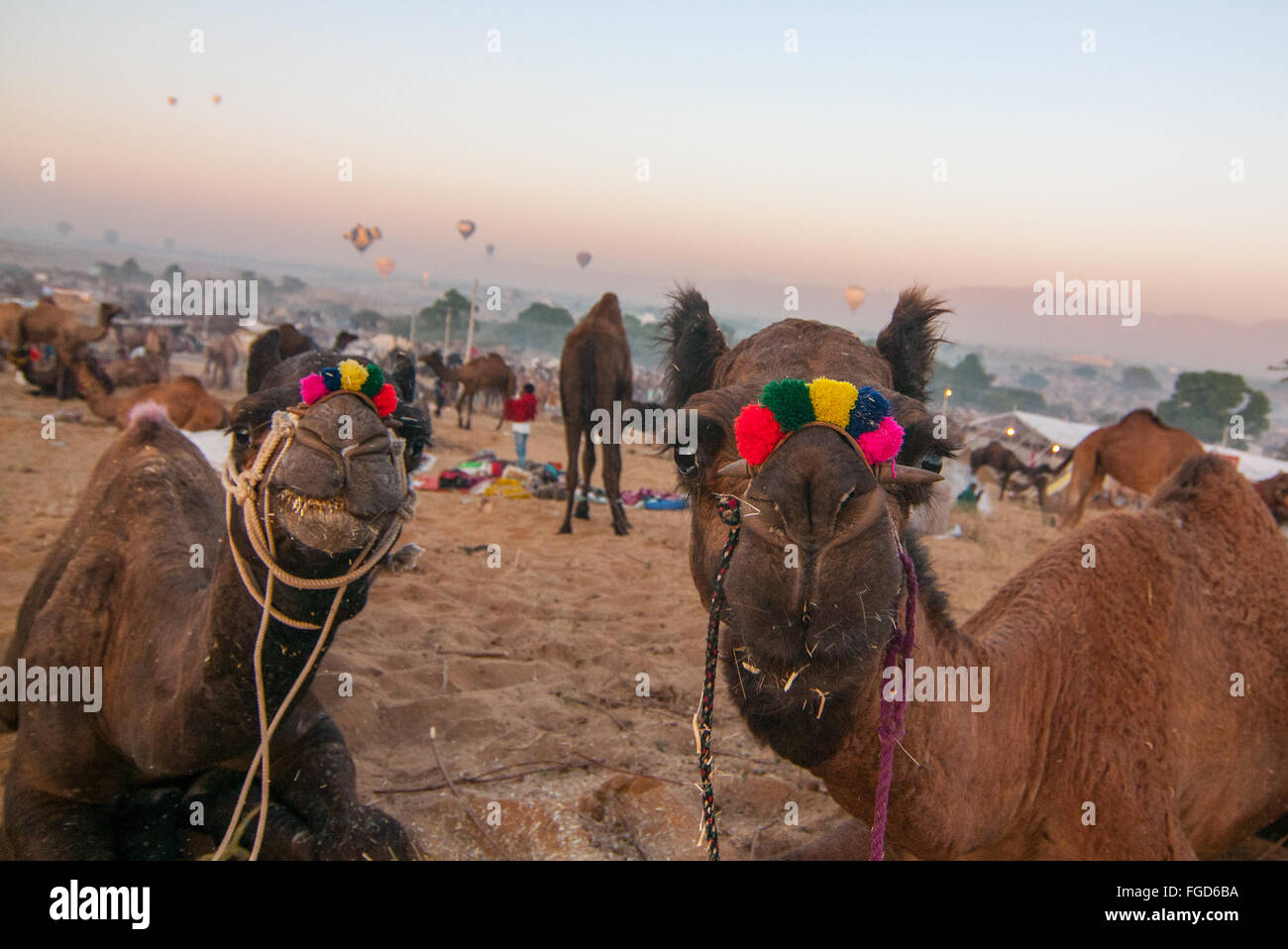 Cammelli lookig presso la telecamera a Pushkar camel fair, Rajasthan, India Foto Stock