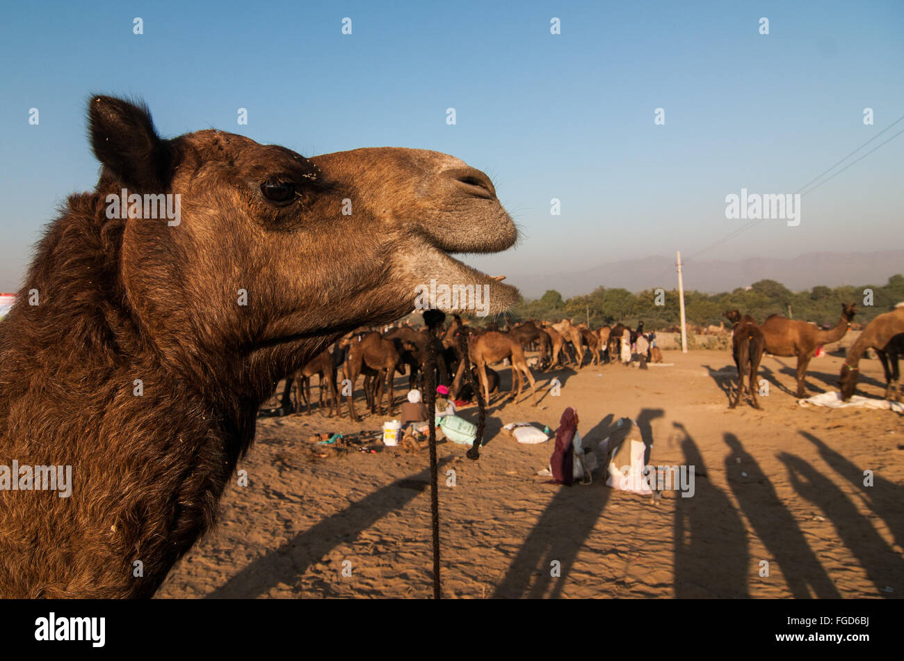 Cammelli a Pushkar camel fair, Rajasthan, India Foto Stock