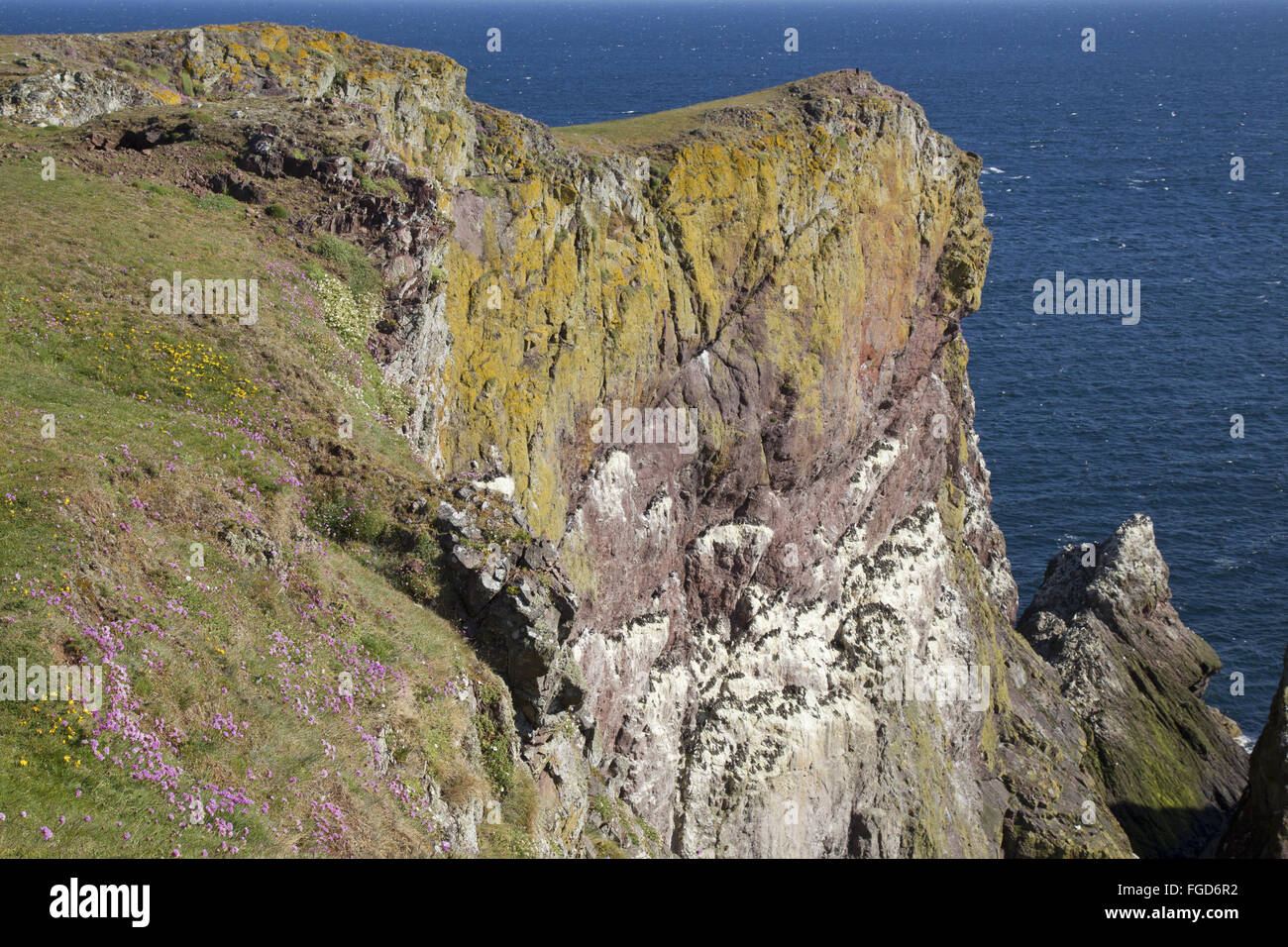 Vista delle scogliere sul mare con comuni Guillemot (Uria aalge) e Razorbill (Alca torda) colonia nidificazione, San Abb testa di natura nazionale Foto Stock