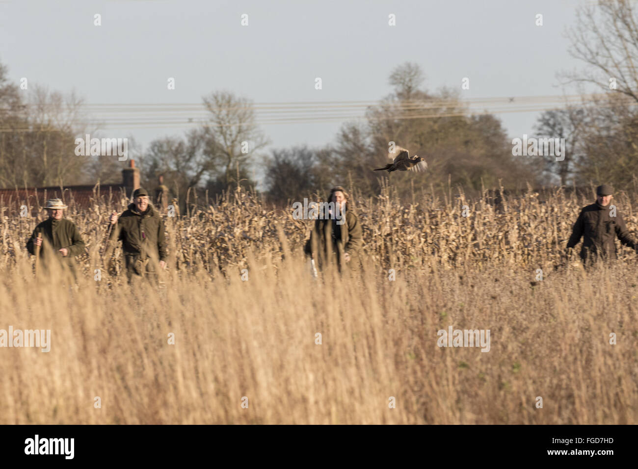 Fruste muovendo attraverso il coperchio crop spaventare i fagiani verso le pistole, Boulge Suffolk. Foto Stock