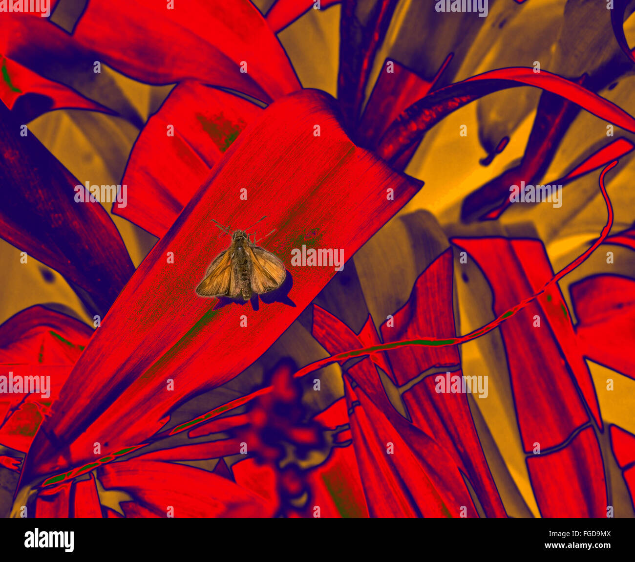 Piuttosto falena su foglie di rosso e viola i colori Foto Stock