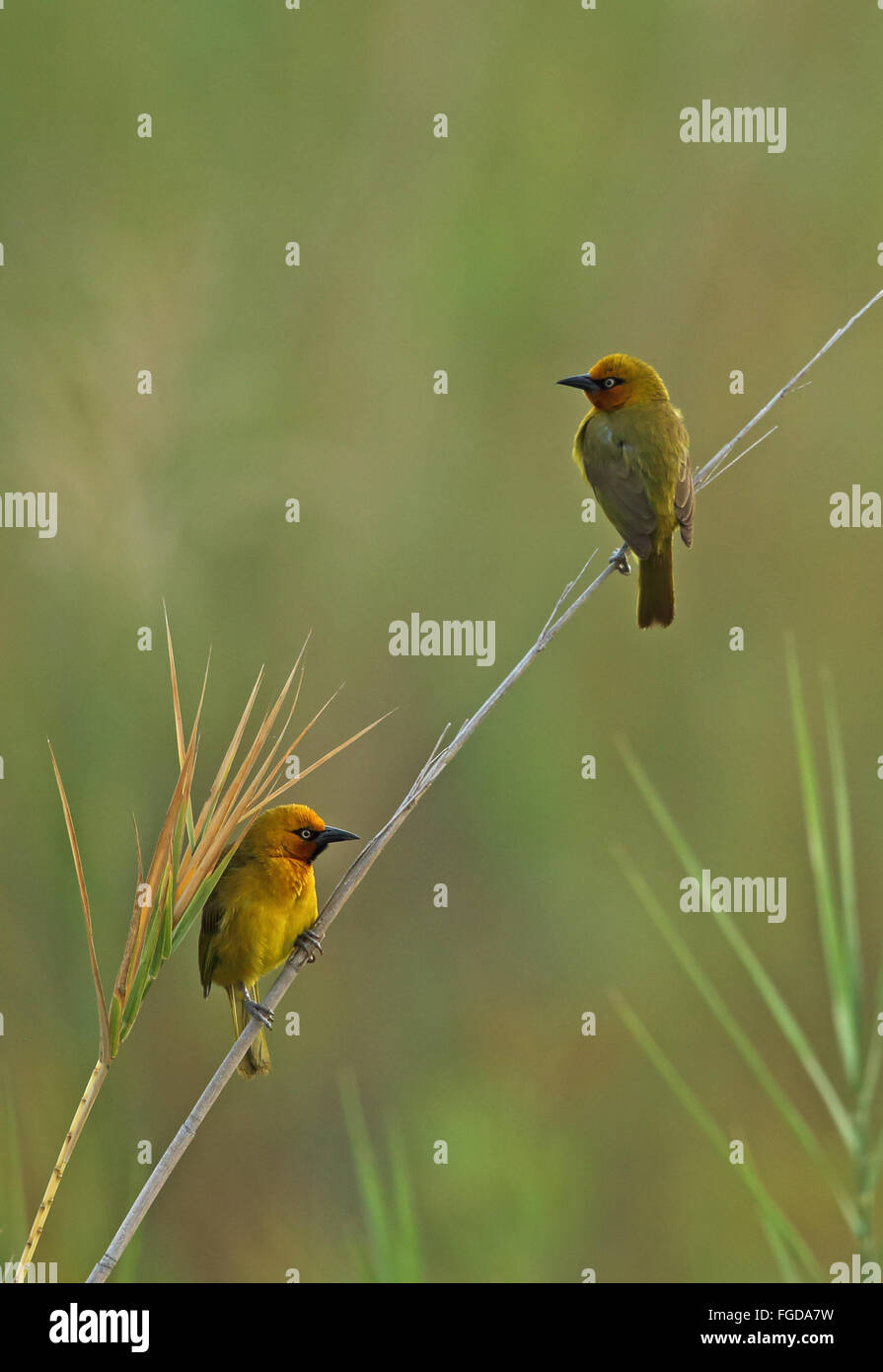 Spectacled Weaver (Ploceus ocularis ocularis) Coppia adulta, appollaiato sul gambo reed, iSimangaliso Wetland Park (Greater St Lucia Wetland Park), KwaZulu-Natal, Sud Africa, Sud Africa, Novembre Foto Stock