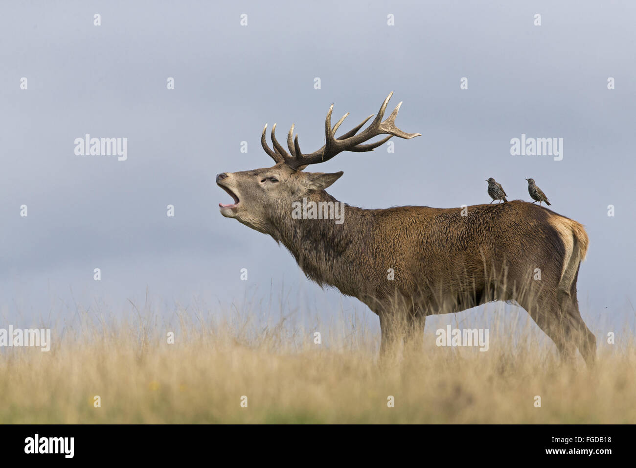 Il cervo (Cervus elaphus) stag, rumoreggianti in prati, con Comuni Starling (Sturnus vulgaris) due adulti, non piumaggio di allevamento, Foto Stock