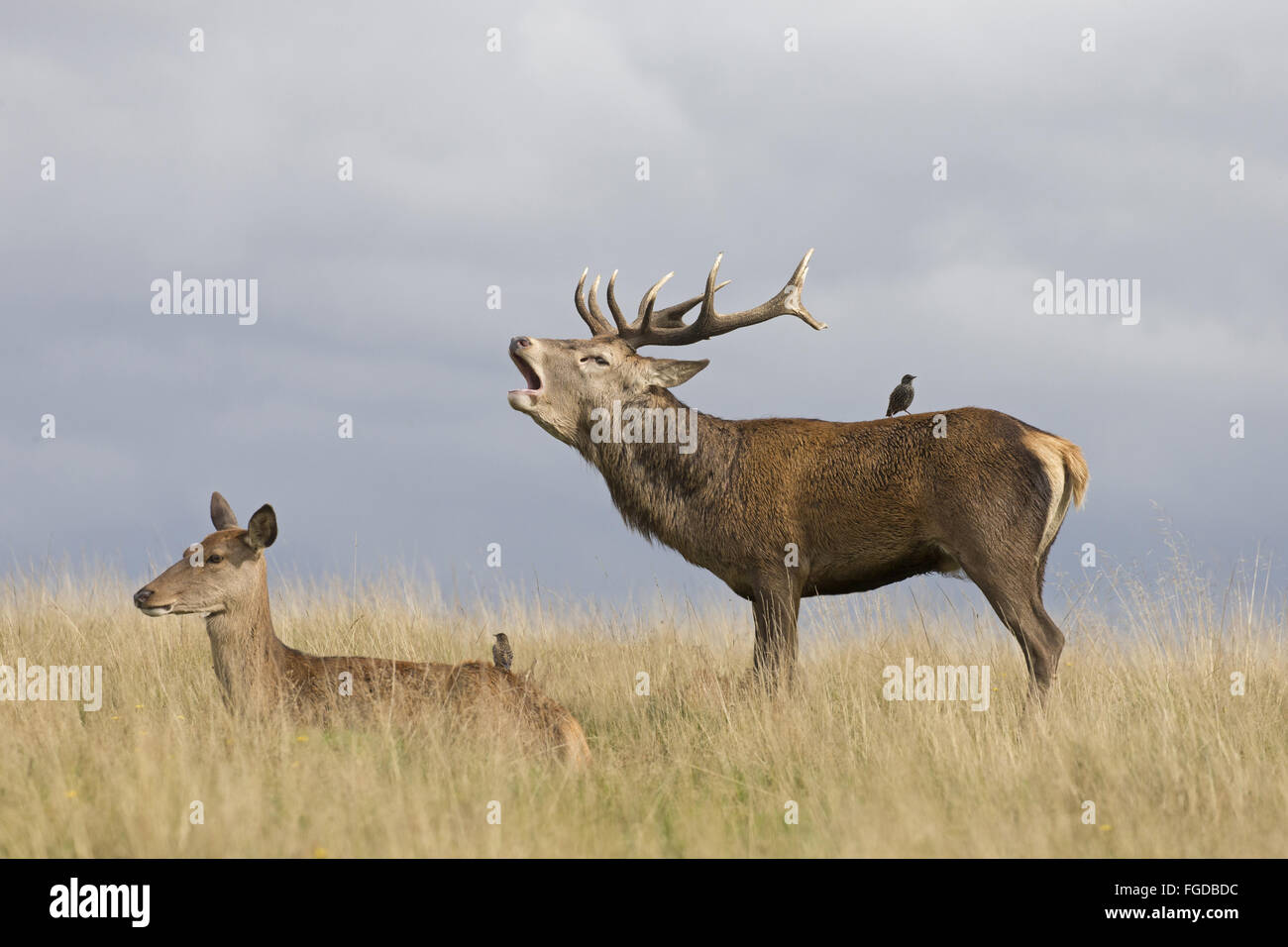 Il cervo (Cervus elaphus) stag, ruggito, con Hind, in appoggio sui pascoli, con Comuni Starling (Sturnus vulgaris) due adulti, non-allevamento piumaggio, appollaiato sulle spalle, durante la stagione di solchi, Richmond Park, Londra, Inghilterra, Ottobre Foto Stock