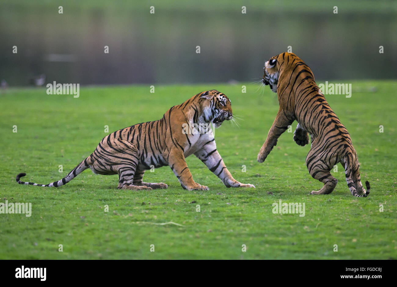 Indian Tiger (Panthera tigris tigris) due lupetti, sedici mesi di età, combattimento, Ranthambore N.P., Sawai Madhopur, Rajasthan, India, Giugno Foto Stock