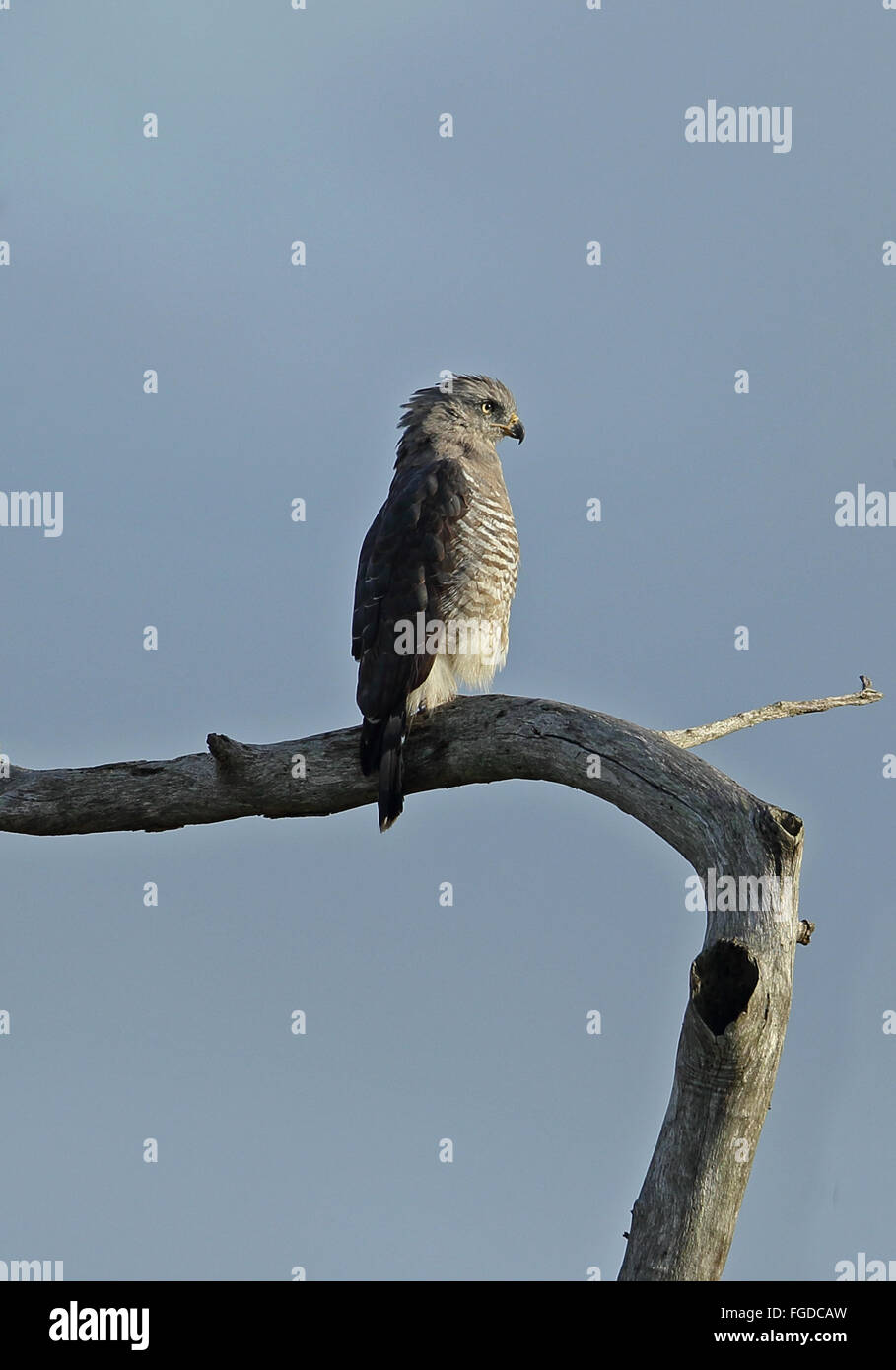 Southern nastrare Snake-eagle (Circaetus fasciolatus) adulto, appollaiato sul ramo morto, iSimangaliso Wetland Park (maggiore di Saint Lucia Foto Stock