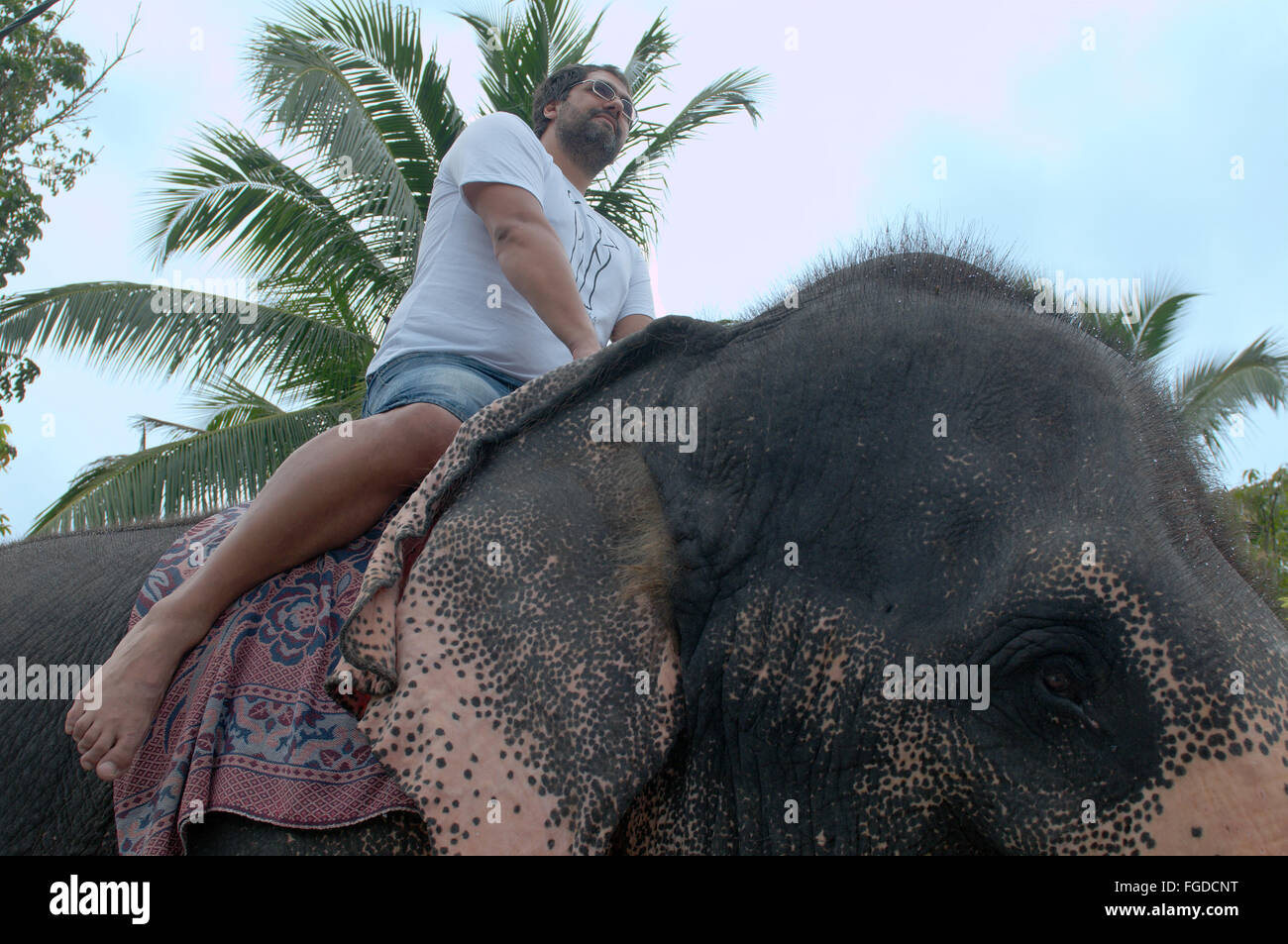 L uomo si muove su un elefante indiano, elefante asiatico o elefante Asiatico (Elephas maximus), Hikkaduwa, Sri Lanka, Sud Asia Foto Stock