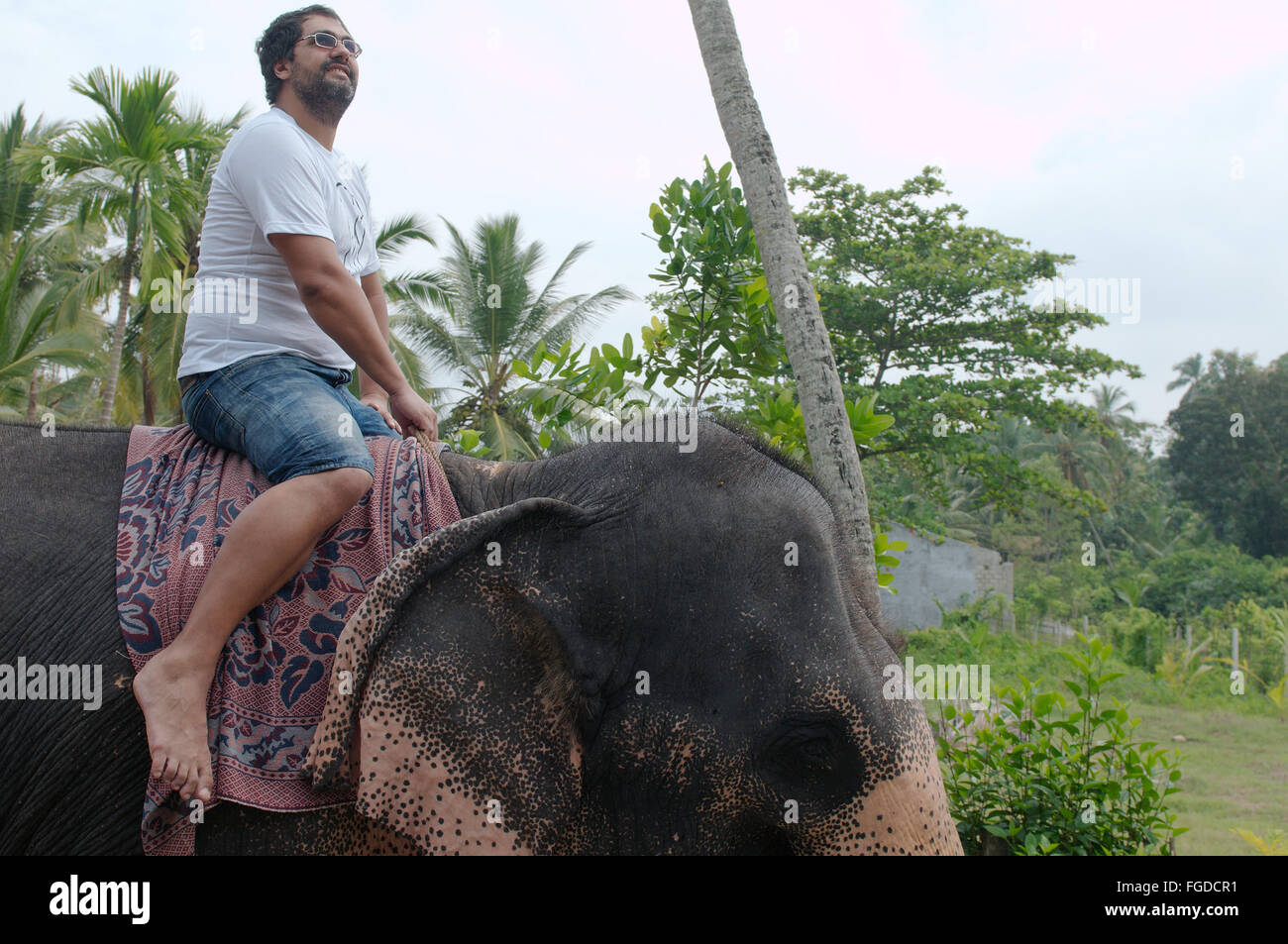 L uomo si muove su un elefante indiano, elefante asiatico o elefante Asiatico (Elephas maximus), Hikkaduwa, Sri Lanka, Sud Asia Foto Stock