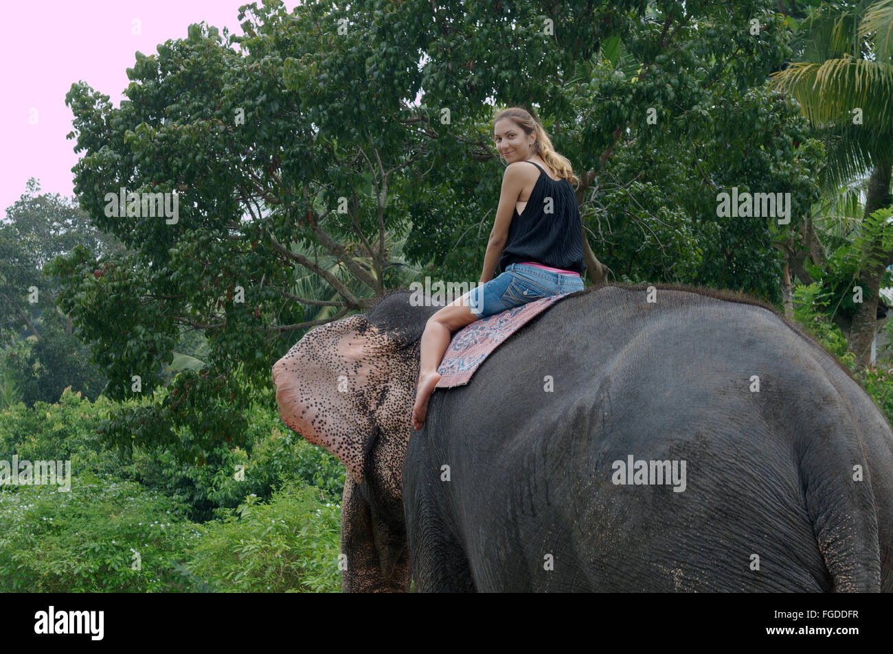 La donna corse su un elefante attraverso la giungla - elefante indiano, elefante asiatico o elefante Asiatico (Elephas maximus) Hikkaduwa, Foto Stock